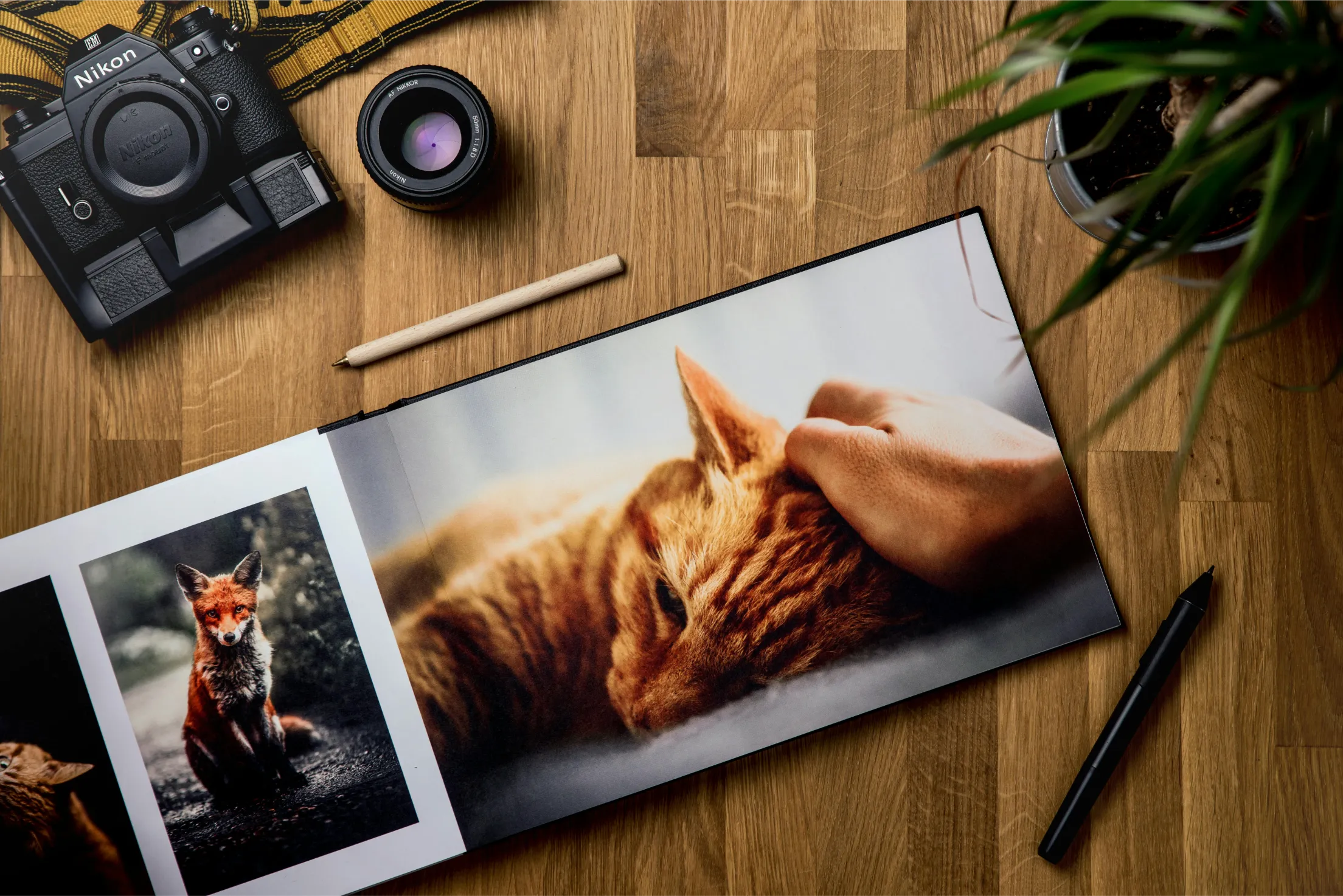 chat sur photo