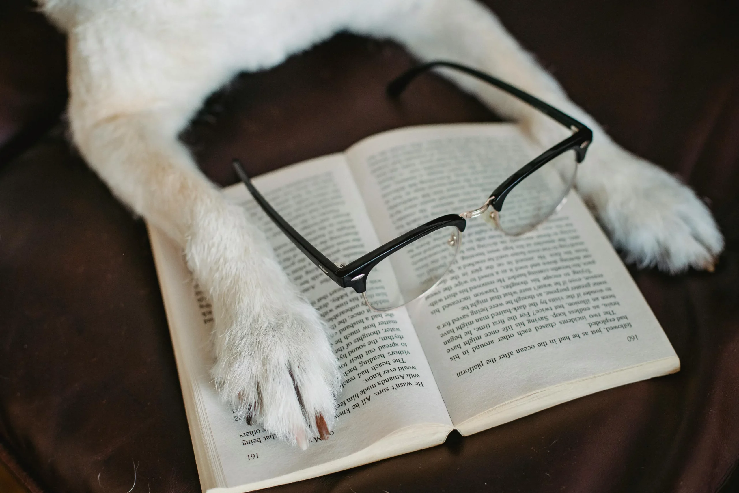 chien et livre