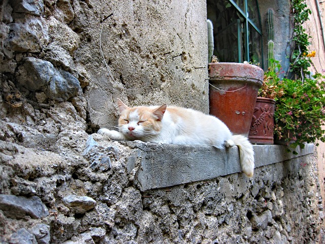 chat souvenir qui dort