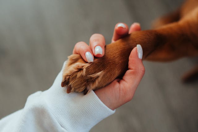 une femme qui tient la patte de son chien, son fidèle compagnon, empreinte, trace, mémoire