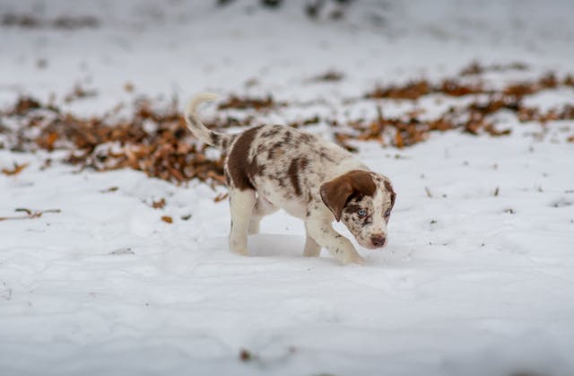 chiot dans la neige