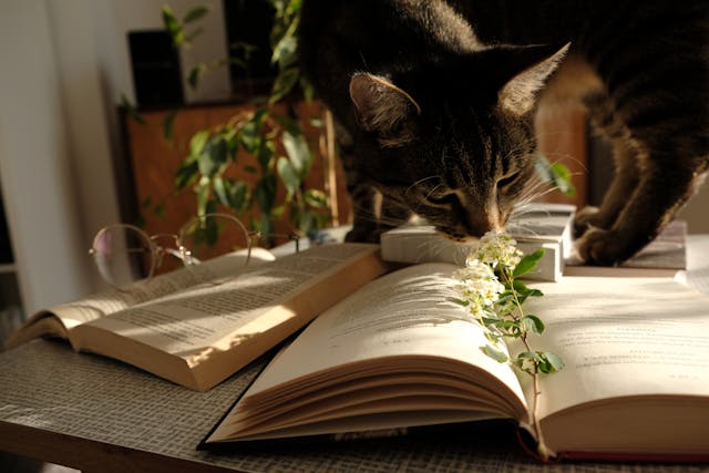 Comment créer l’album souvenir de votre chat ?