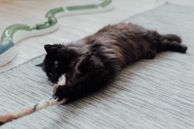chat souvenir 