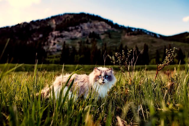 Les 7 moments à immortaliser dans le livre personnalisé de votre chat